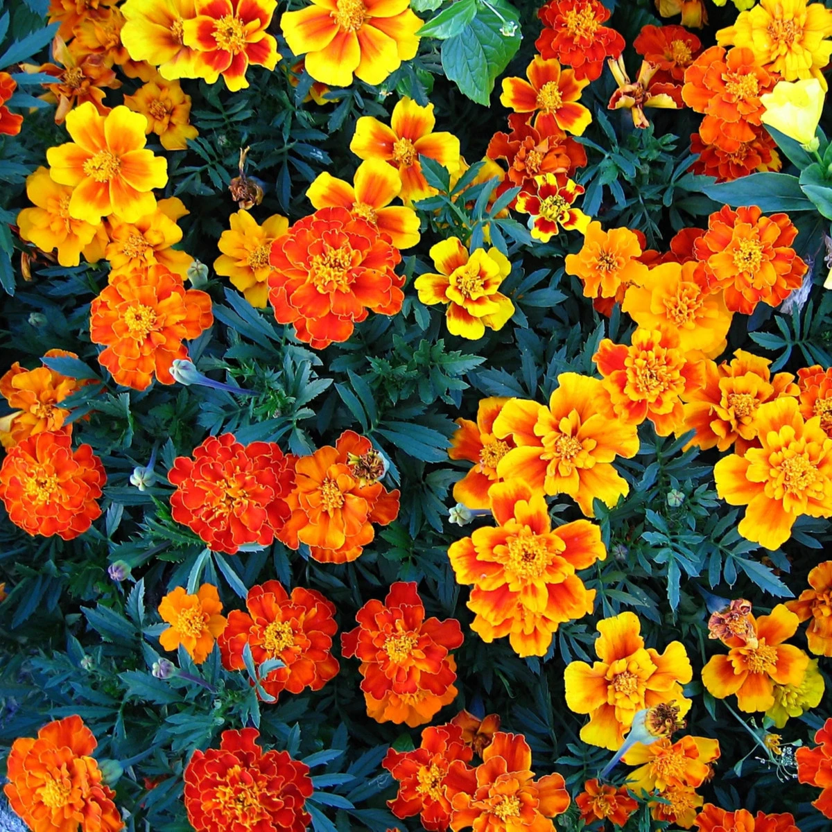 Aksamitník nízký směs - Tagetes patula nana mix - semena aksamitníku - 0,3 g