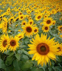 Slunečnice Topolino - Helianthus annuus - semena - 7 ks