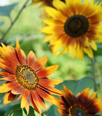 Slunečnice Fantazie Mix F1 - Helianthus annuus - semena slunečnice - 6 ks
