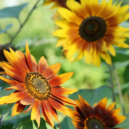Slunečnice Fantazie Mix F1 - Helianthus annuus - semena slunečnice - 6 ks