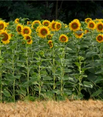 Slunečnice King Kong - Helianthus annuus - semena slunečnice - 6 ks