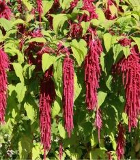 Laskavec ocasatý - Amaranthus caudatus - semena laskavce - 300 ks