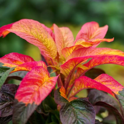 Laskavec tricolor - Amaranthus tricolor - semena - 0,2 gr