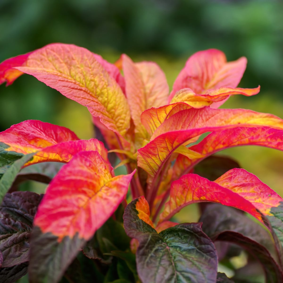 Laskavec tricolor - Amaranthus tricolor - semena - 0,2 gr