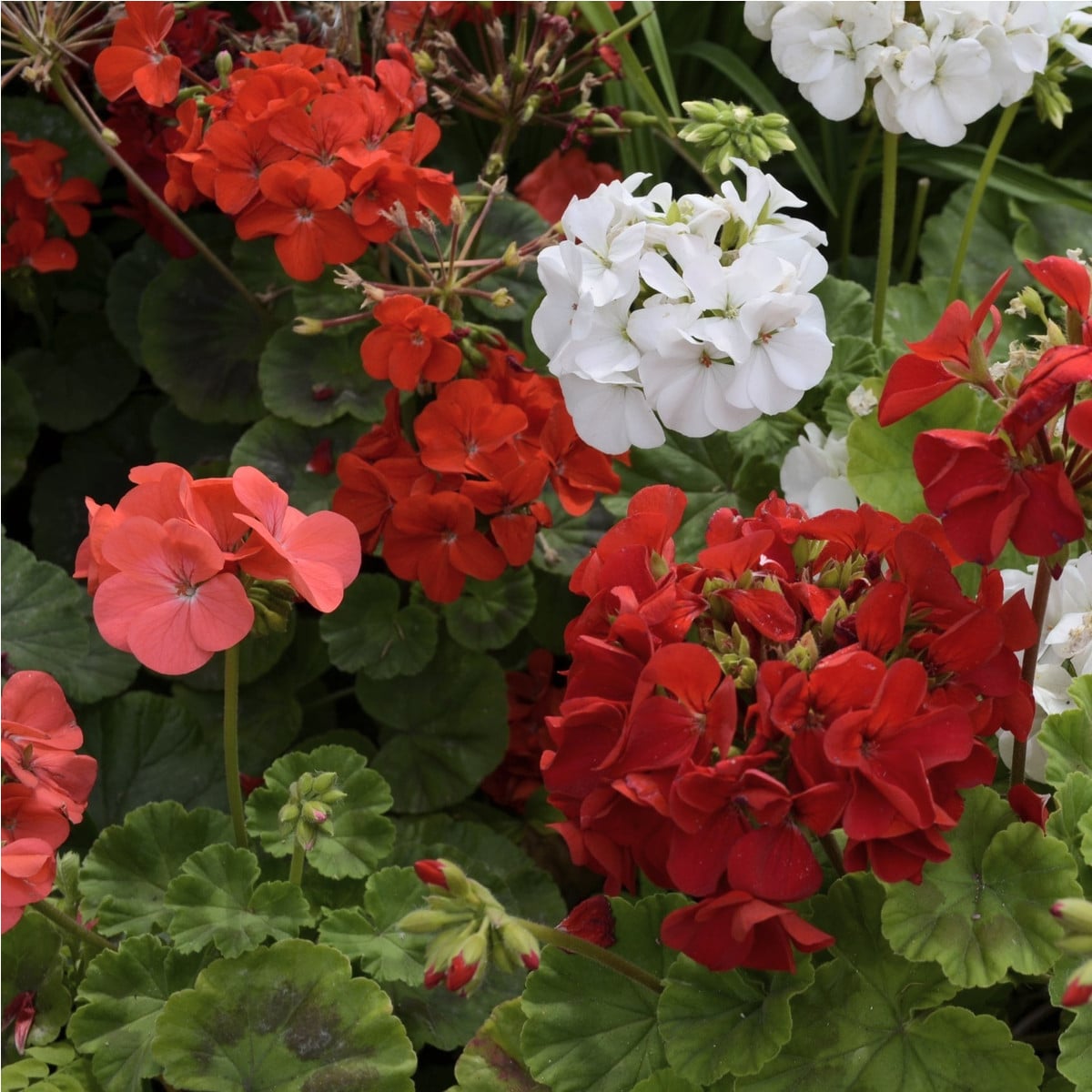 Muškát páskatý  Horizon Picotee směs - Pelargonium zonale - semena -4 ks