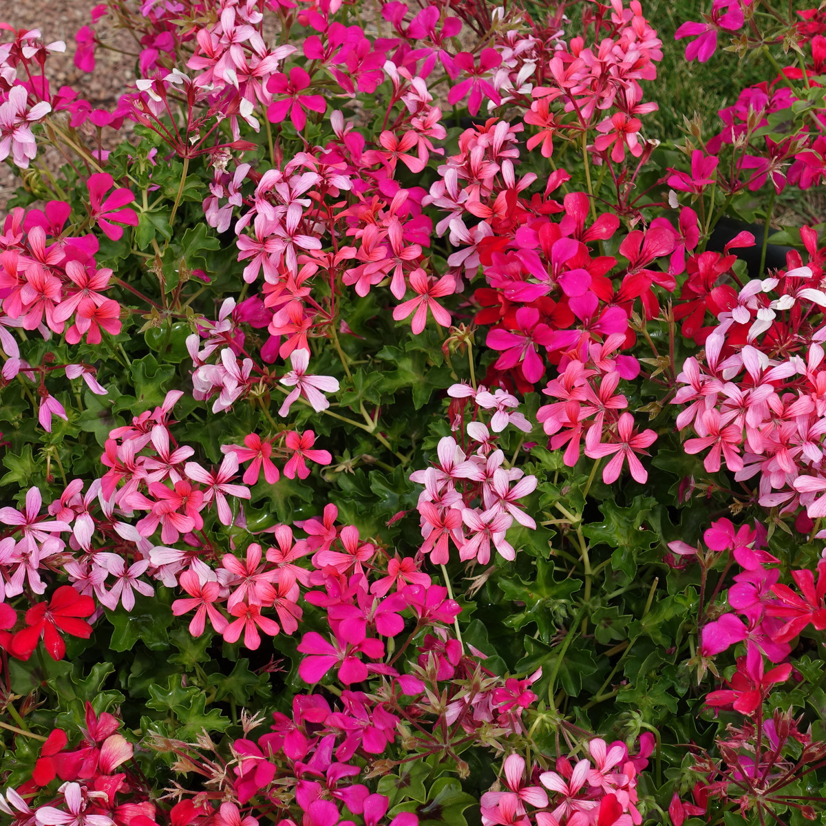 Muškát převislý Summer Showers směs barev - pelargonium peltatum - semena - 5 ks