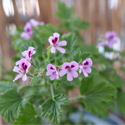 Pelargonie vonná Attar of Roses - Pelargonium capitatum - semena - 4 ks