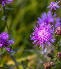 Chrpa luční - Centaurea jacea - semena chrpy - 200 ks
