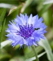 Chrpa modrá - Centaurea cyanus - semena chrpy - 30 ks