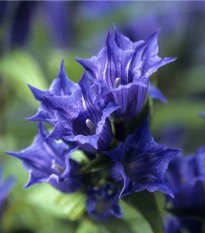 Hořec tolitovitý - Gentiana asclepiadea - semena hořce - 10 ks