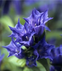 Hořec tolitovitý - Gentiana asclepiadea - semena hořce - 10 ks