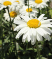 Kopretina bílá Alaska - Chrysanthemum leucanthemum max. - semena kopretiny - 250 ks