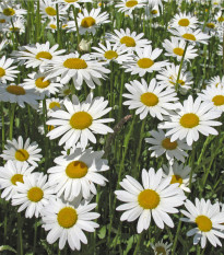 Kopretina bílá Královna - Chrysanthemum leucanthemum max.- semena - 0,4 gr