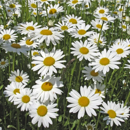 Kopretina bílá Královna - Chrysanthemum leucanthemum max.- semena - 0,4 gr