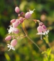 Silenka nadmutá - Silene vulgaris - semena silenky - 150 ks