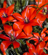 Tulipán nízký mix barev - 60 ks