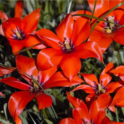 Tulipán nízký mix barev - 60 ks