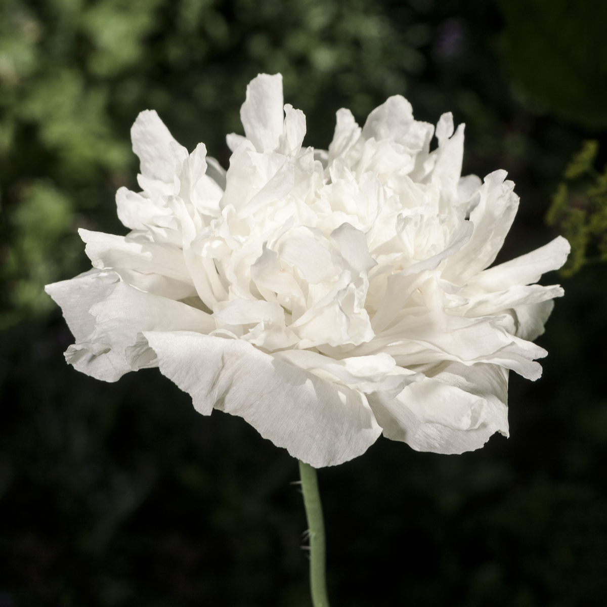 Mák setý bílý - Papaver paeoniflorum - semena - 0,1 gr
