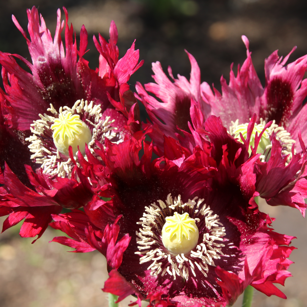 Mák Black Swan - Papaver somniferum - semena - 20 ks