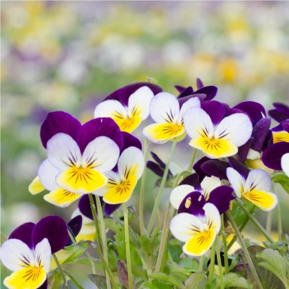 Violka rohatá Miss Helen Mount - Viola cornuta - semena violky - 100 ks