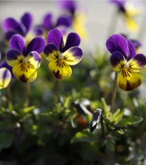 Violka rohatá Johnny Jump - Viola cornuta - semena violky - 300 ks