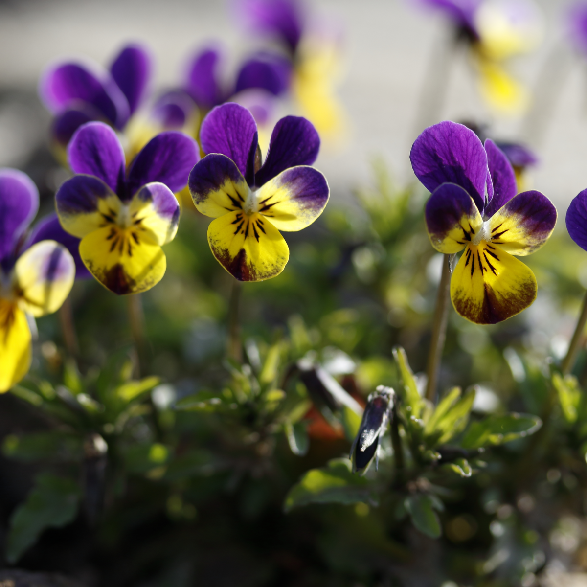 Violka rohatá Johnny Jump - Viola cornuta - semena violky - 300 ks