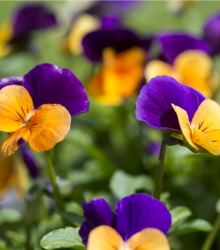 Violka rohatá směs - Viola cornuta - semena - 300 ks