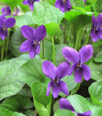 Violka vonná Královna Šarlot - Viola odorata - semena - 50 ks