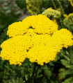 Řebříček tužebníkový žlutý - Achillea filipendulina - semena - 0,5 gr