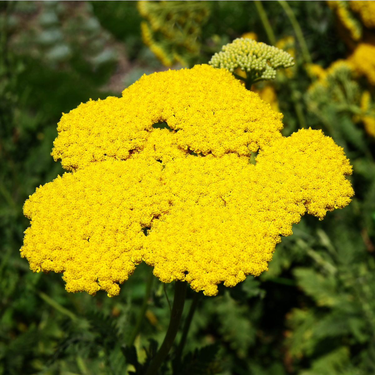 Řebříček tužebníkový žlutý - Achillea filipendulina - semena - 0,5 gr