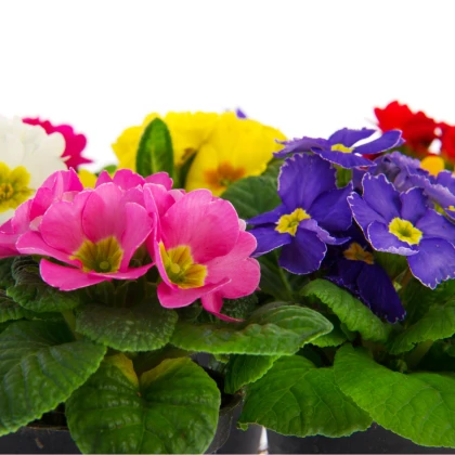 Prvosenka velkokvětá směs - Primula elatior mix - semena - 60 ks