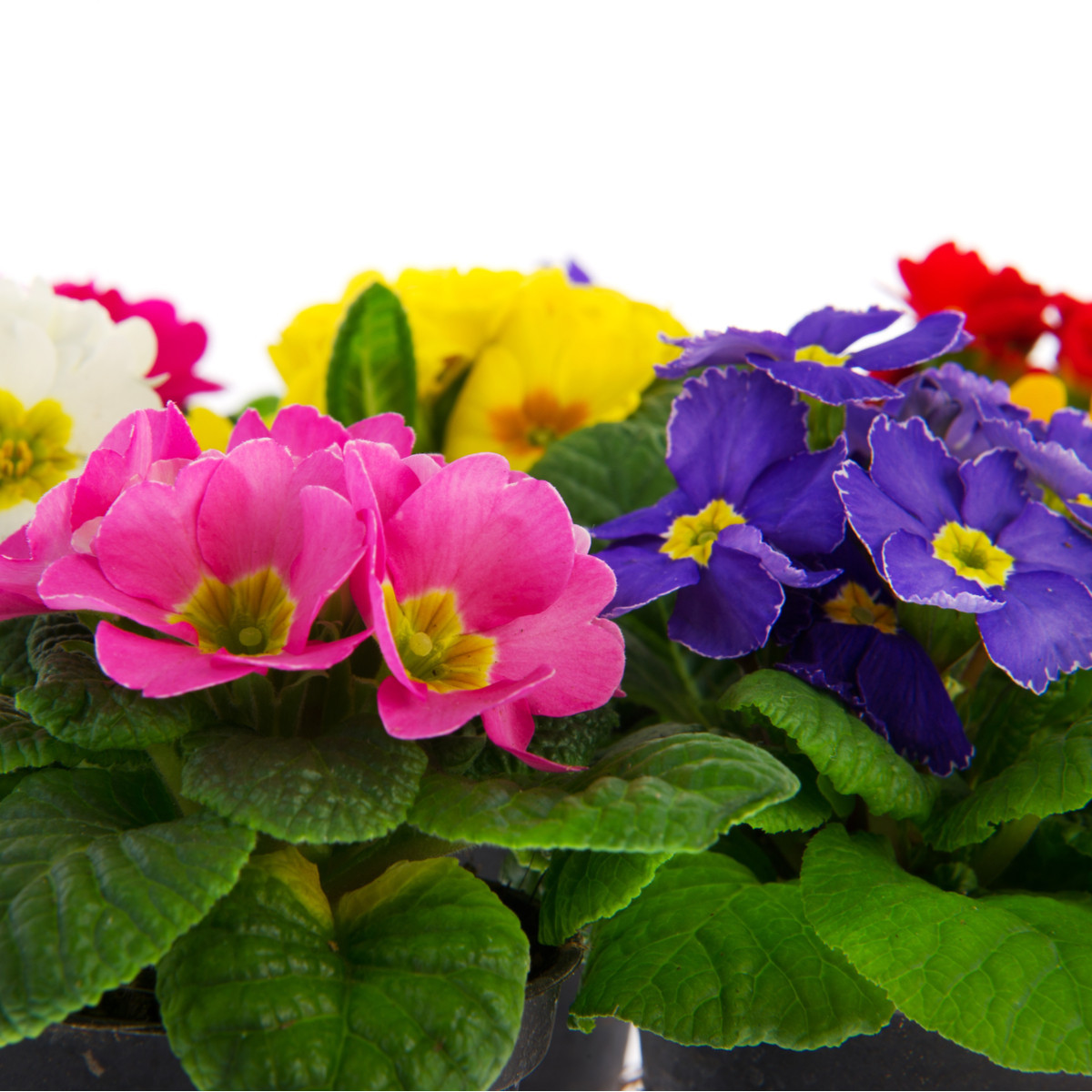 Prvosenka velkokvětá směs - Primula elatior mix - semena - 60 ks