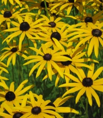 Třapatka srstnatá - Rudbeckia hirta - semena třapatky - 400 ks