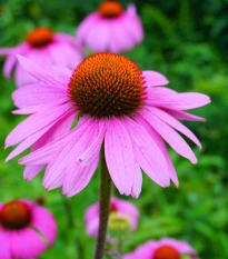 Třapatkovka nachová - Echinacea purpurea - semena třapatkovky - 15 ks