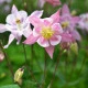 Orlíček Mc Kana - Aquilegia caerulea - semena orlíčku - 200 ks