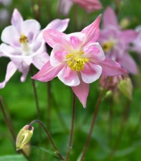 Orlíček Mc Kana - Aquilegia caerulea - semena orlíčku - 200 ks
