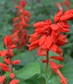 Šalvěj zářivá - Salvia splendens - semena šalvěje - 40 ks