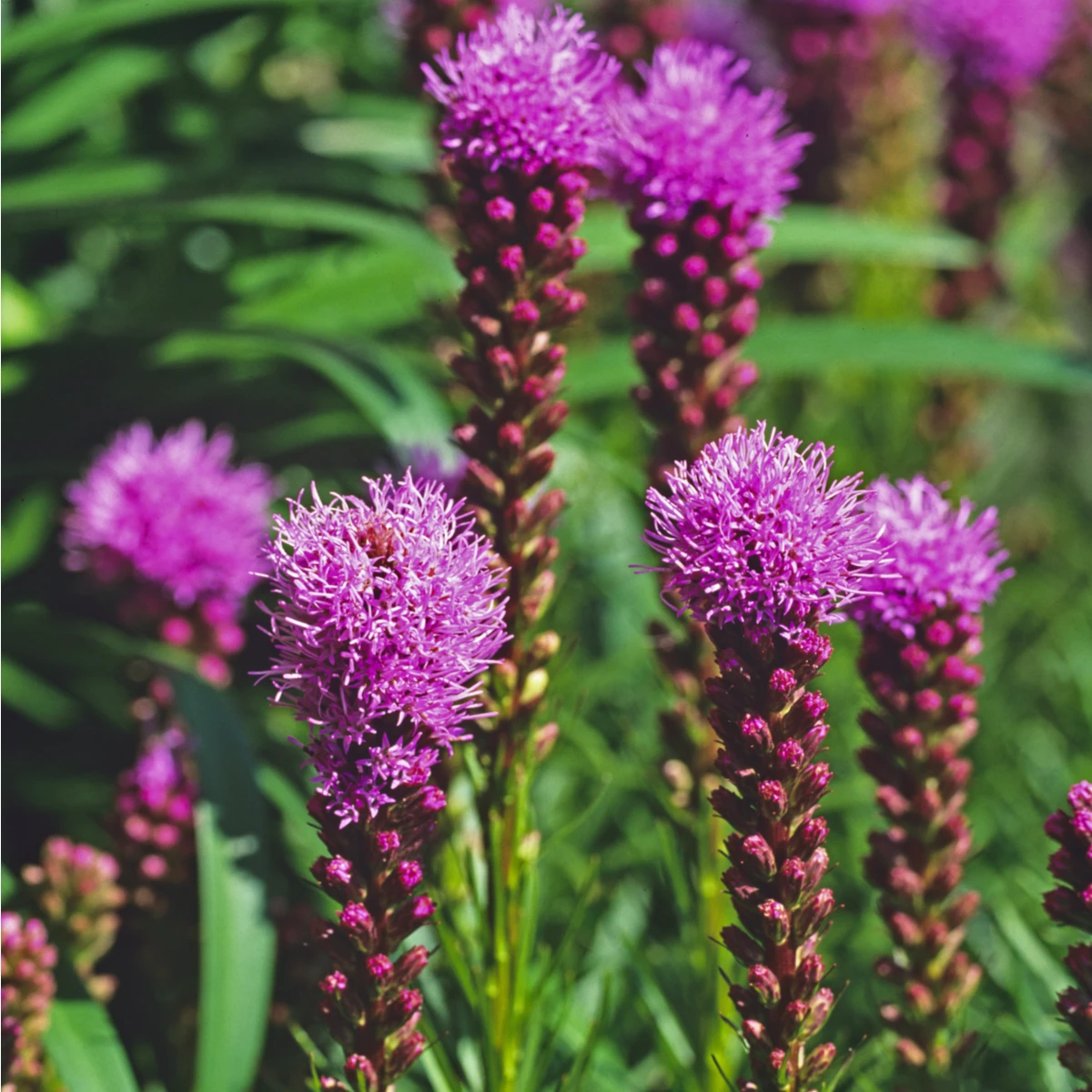 Šuškarda klasnatá Floristan Violet - Liatris spicata - semena šuškardy - 20 ks