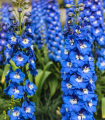 Stračka velkokvětá Pacific směs - Delphinium cultorum - semena stračky - 130 ks