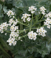 Katráň přímořský - Crambe maritima - semena katráně - 4 ks