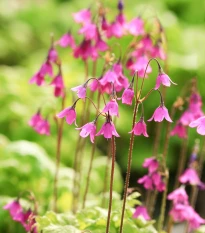 Kruhatka Matthiolova - Cortusa matthioli - semena kruhatky - 10 ks