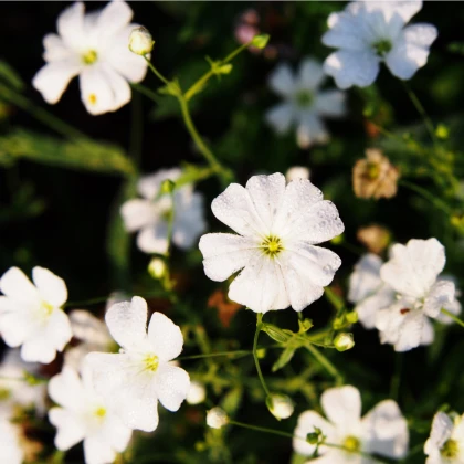 Šáter ozdobný - Gypsophila elegans maxima alba - semena - 150 ks