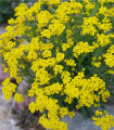 Tařice skalní Gold Dust - Alyssum saxatile - semena tařice - 150 ks