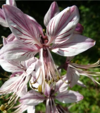 Třemdava bílá - Dictamnus albus - semena třemdavy - 8 ks