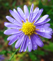 Astra alpínská modrá - Aster alpinus - semena astry - 70 ks
