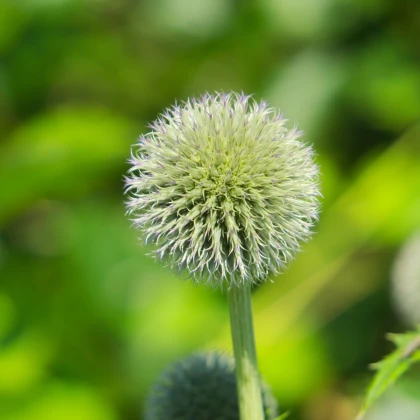 Bělotrn kulatohlavý - Echinops sphaerocephalus - semena bělotrnu - 6 ks