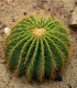 Echinokaktus Grusonův - Zlatá koule - Echinocactus grusonii - semena kaktusu - 8 ks