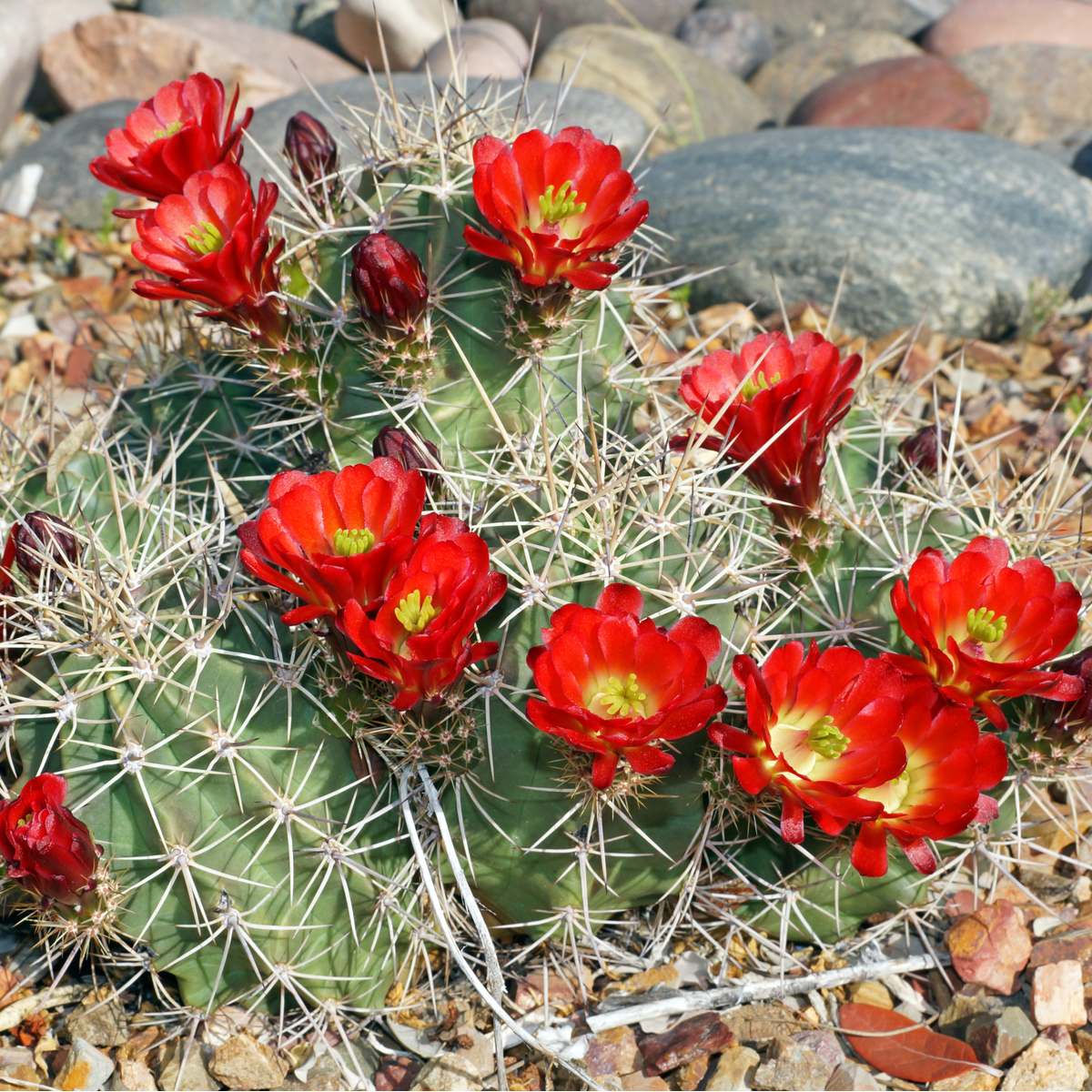 Kaktus - Echinocereus triglochidiatus - semena kaktusu - 8 ks