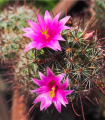 Kaktus Echinocereus mix - prodej semen - 4 ks