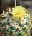 Kaktus Coryphantha bergeriana - prodej semen - kvalitní semena - 5 ks